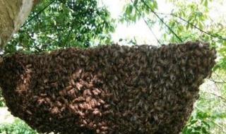 蜜蜂生活习性,特点